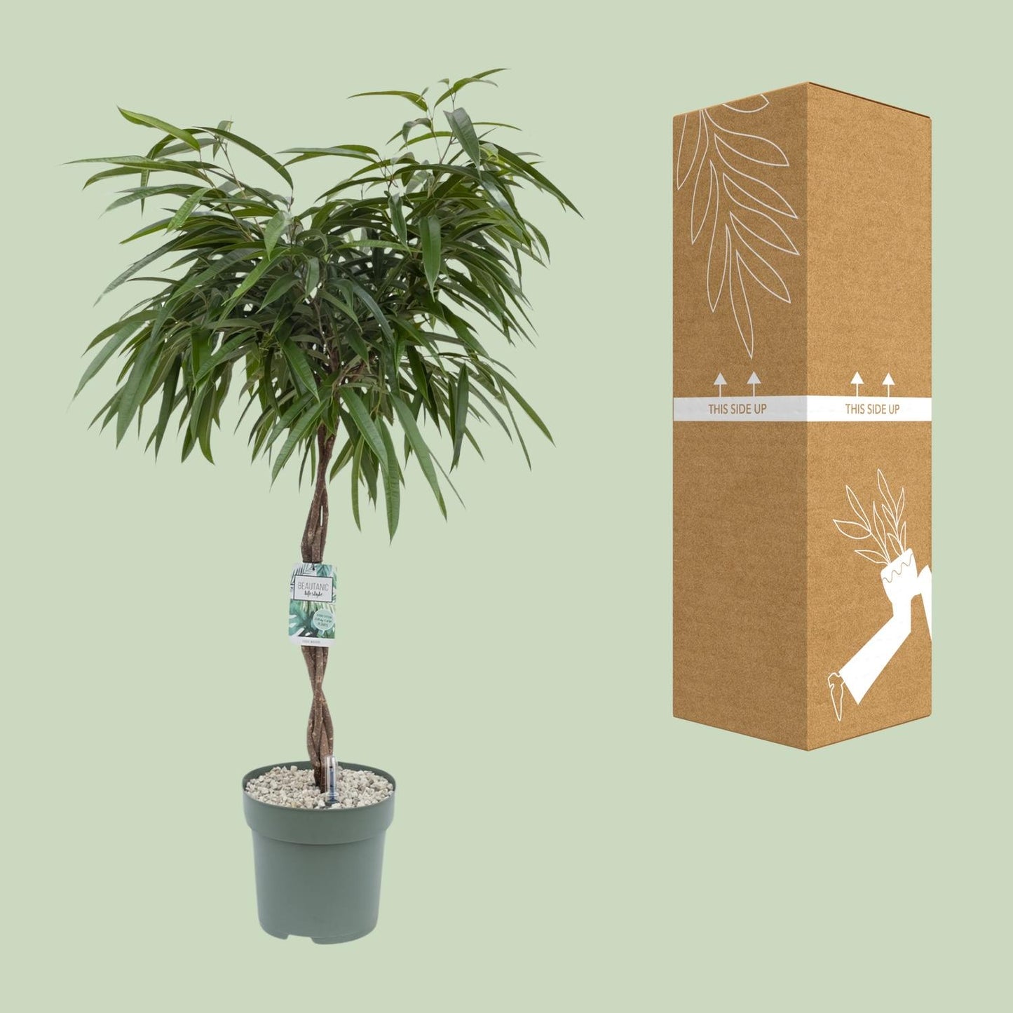 Ficus Mahori – Pflegeleichte Zimmerpflanze Ø27cm, 120cm hoch