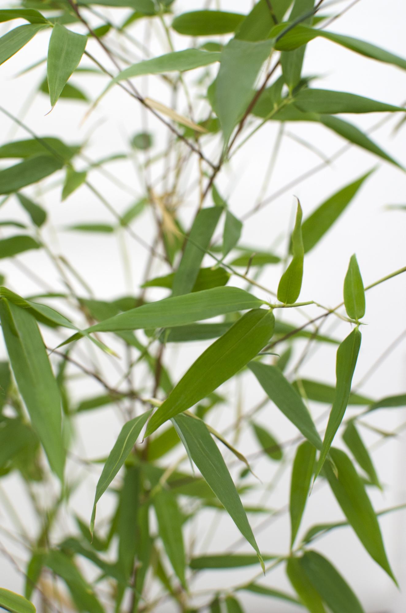 Phyllostachys 'Bissetii' Bambus – Ø14cm Topf, ca. 40cm hoch