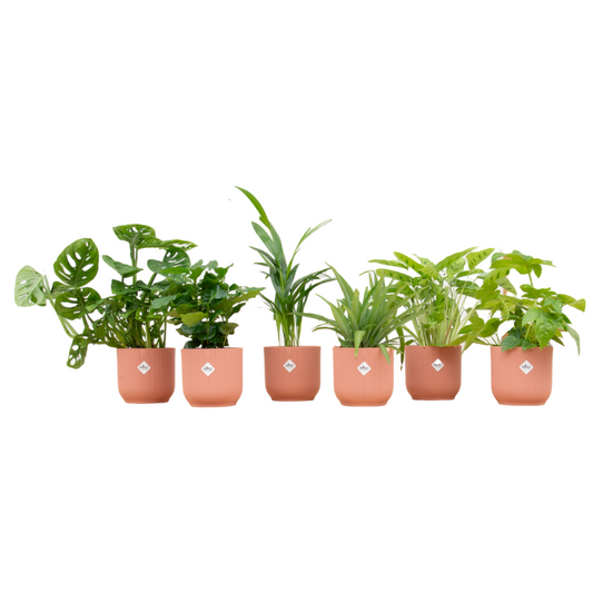 Überraschungsbox mit 6 pflegeleichten Zimmerpflanzen & elho Vibes Fold Round Ø14 rosa