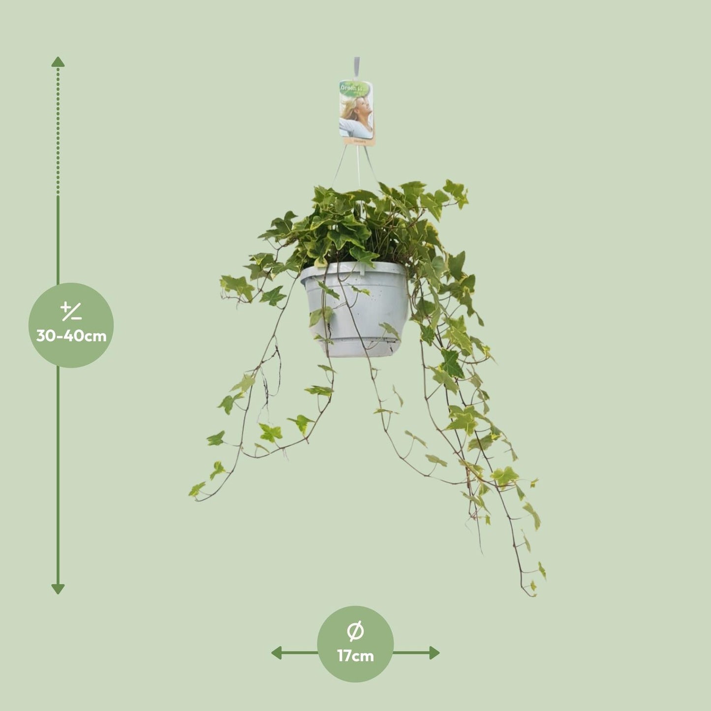 Hedera Helix Geelbont – Pflegeleichter Efeu im Hangpot Ø17cm