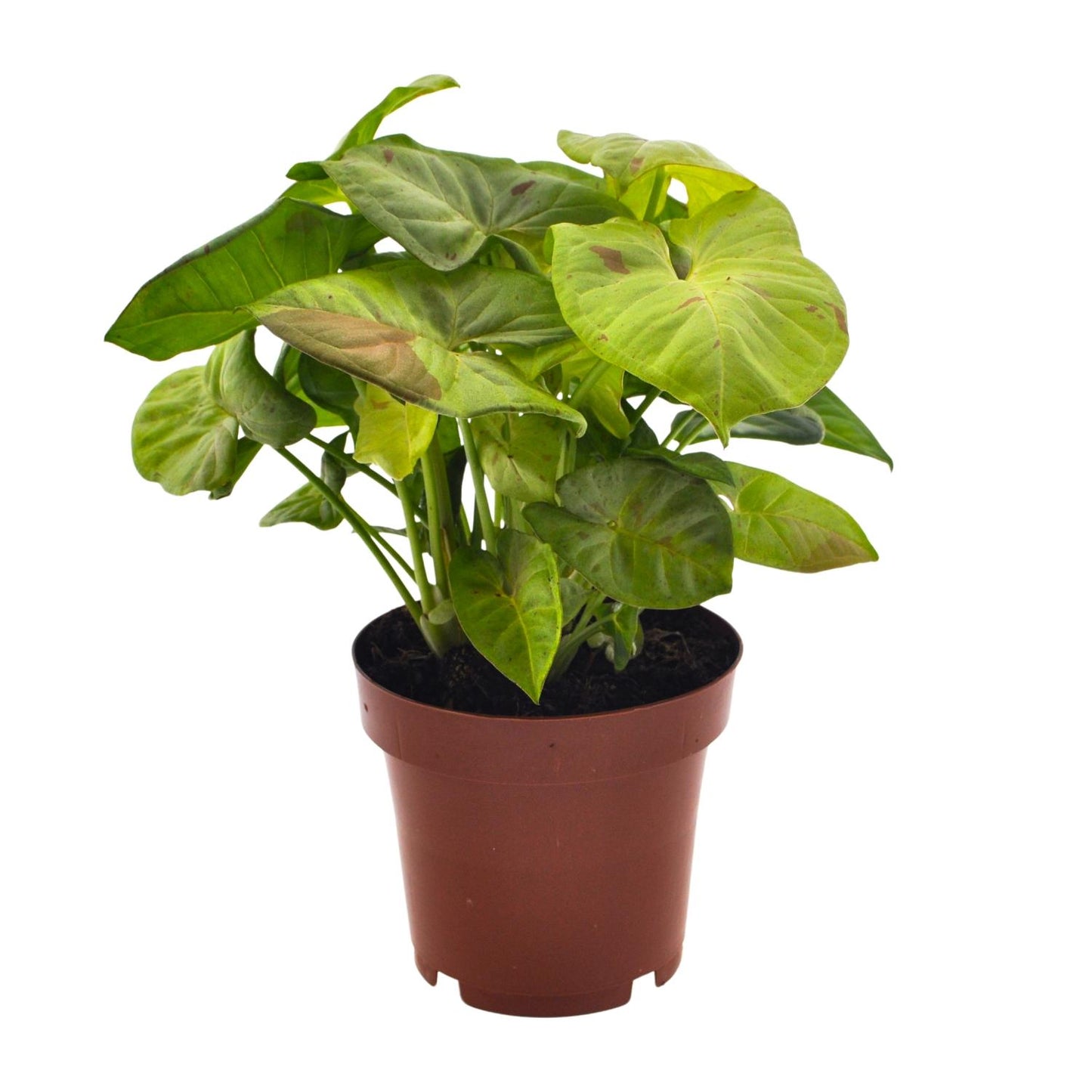 Syngonium Milk Confetti – Pflegeleichte Pfeilspitzenpflanze Ø12cm