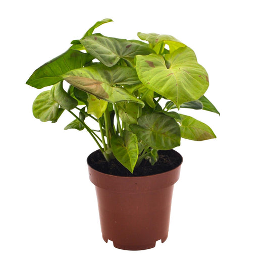 Syngonium Milk Confetti – Pflegeleichte Pfeilspitzenpflanze Ø12cm