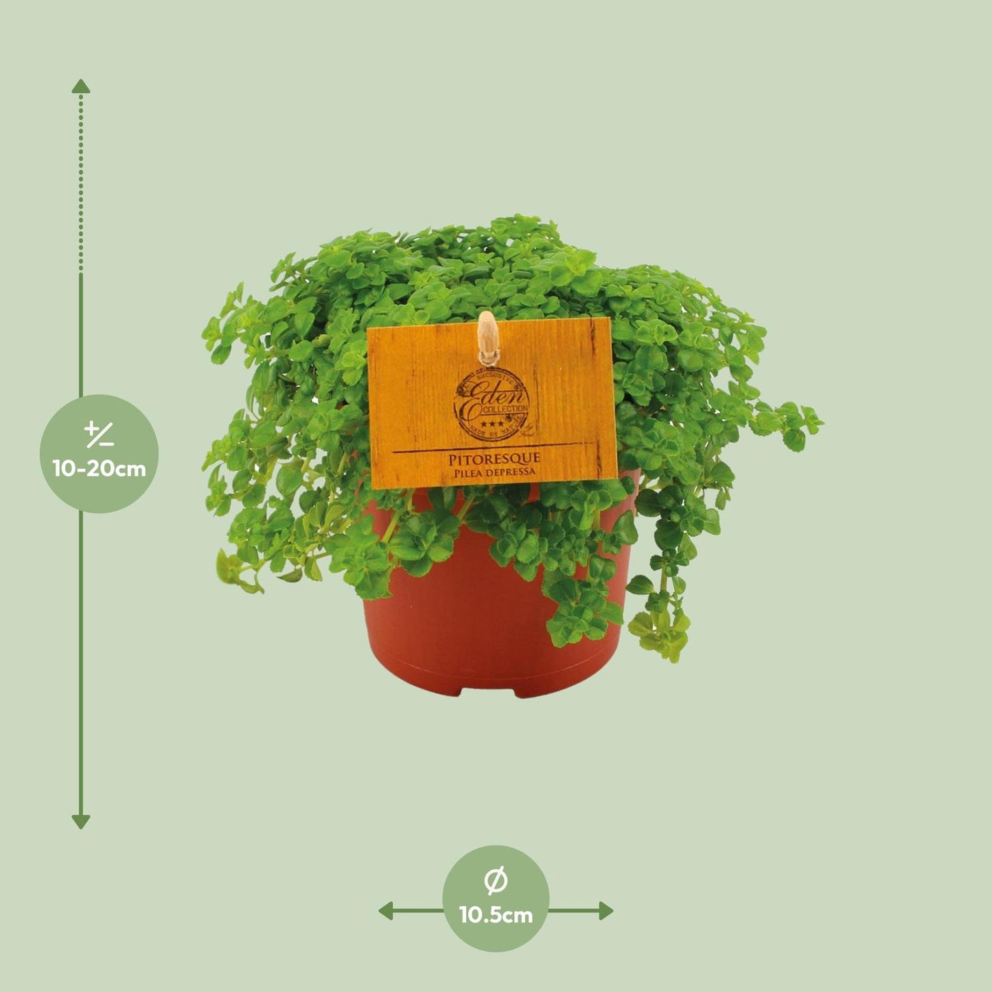Pilea Depressa – pflegeleichte Aluminium-Pflanze Ø10,5 cm
