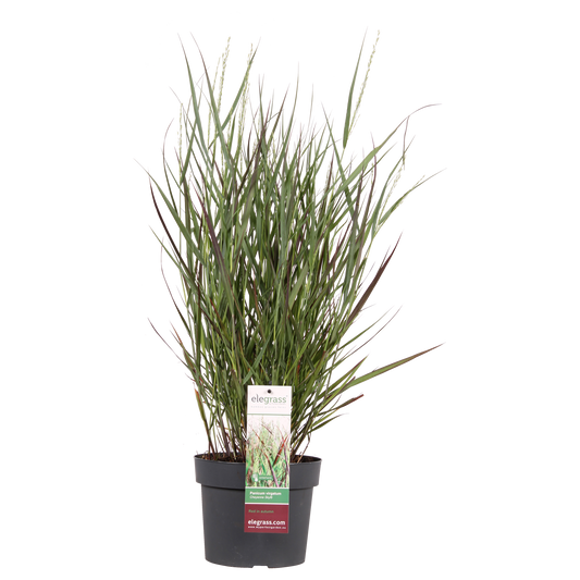 Panicum virgatum Cheyenne Sky – Stilvolles Ziergras Ø23cm