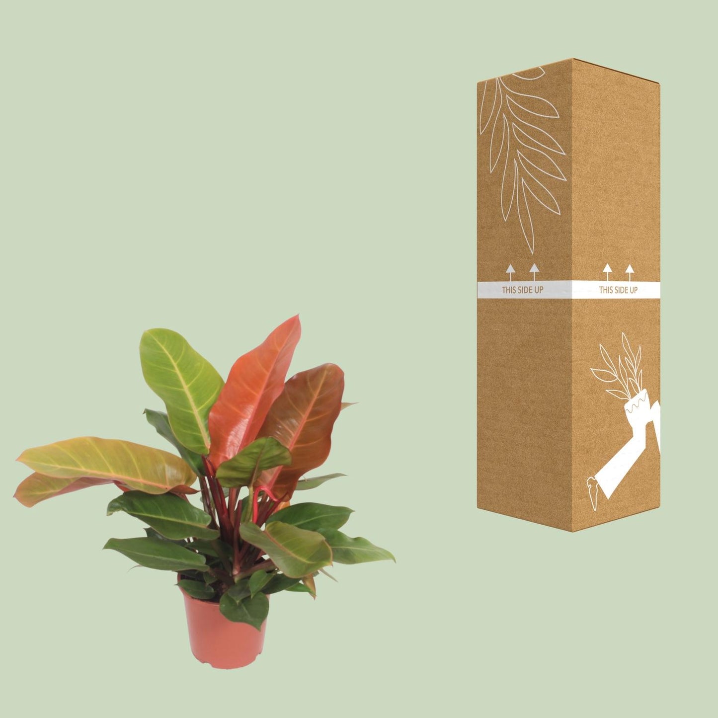 Philodendron Prince of Orange – Pflegeleichte Zimmerpflanze Ø17cm