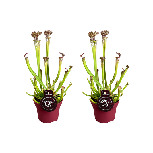 Sarracenia Farnhamii - 2er-Set fleischfressende Pflanzen Ø12cm