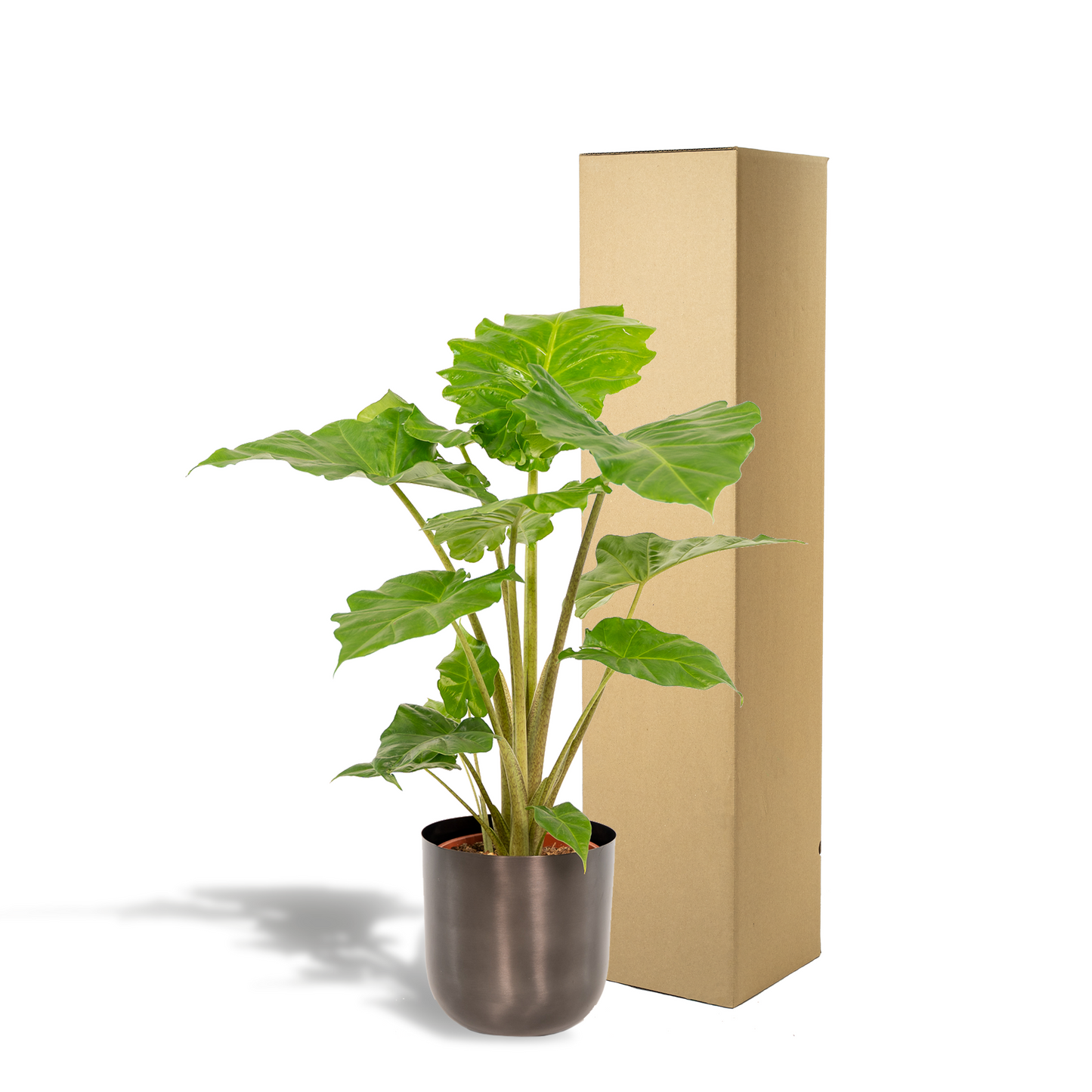 Alocasia Portodora – Elefantenohr Pflanze Ø21cm, 80cm hoch mit Topf Mayk Lead