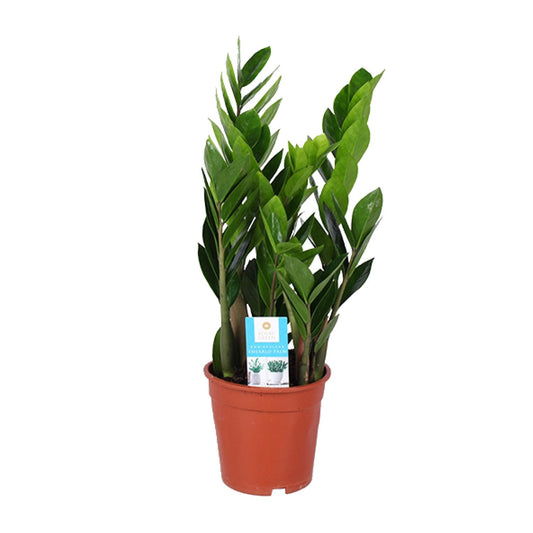 Zamioculcas Zamiifolia (ZZ-Pflanze) Ø17cm, Höhe 60cm