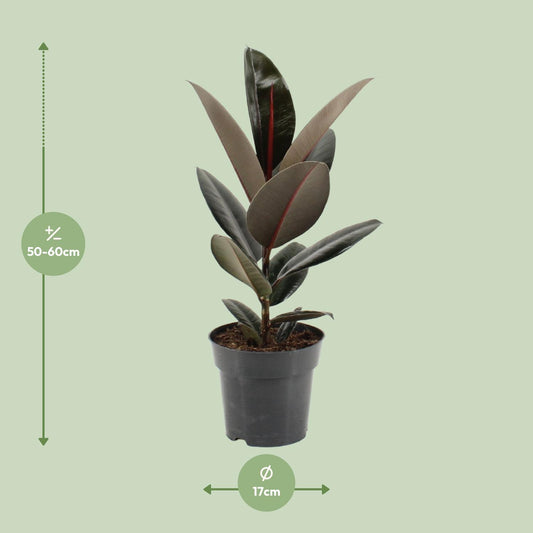 Ficus Elastica Abidjan Ø17cm – Pflegeleichter Gummibaum