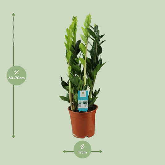 Zamioculcas Zamiifolia – Pflegeleichte ZZ-Pflanze Ø17cm, 65cm