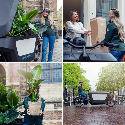 Calathea Warscewiczii – Pfauenpflanze Ø19cm, 70cm hoch