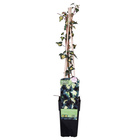 Hedera helix 'Goldheart' – Pflegeleichte Efeutute Ø15cm