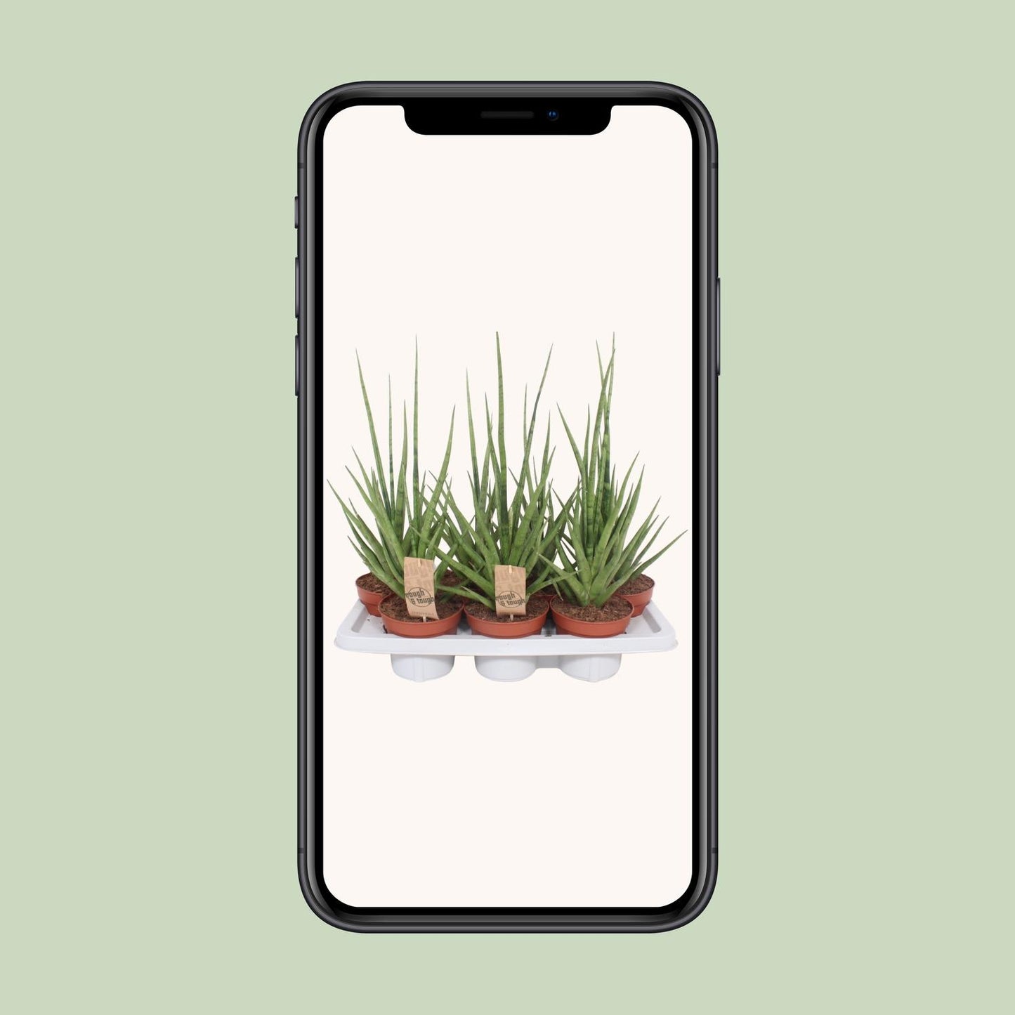 Sansevieria Gracilis Grey – Pflegeleichte Schwiegermutterzunge Ø14cm