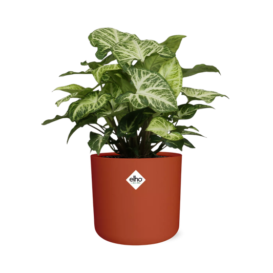 Syngonium Arrow – Pflegeleichte Zimmerpflanze im ELHO b.for soft Rond 14cm Topf