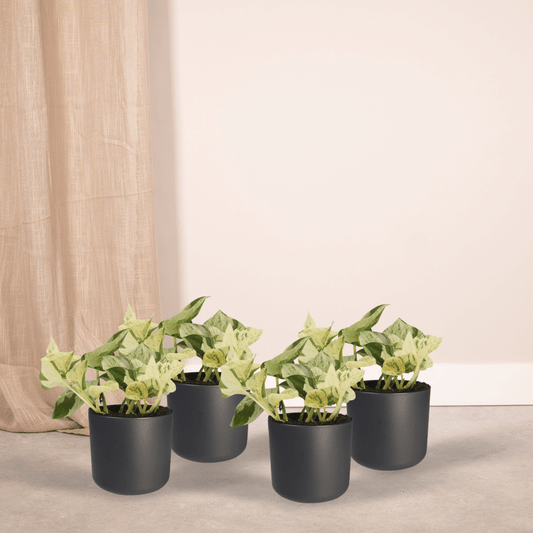 4x Epipremnum Happy Leaf – pflegeleichte Hängepflanze 15cm