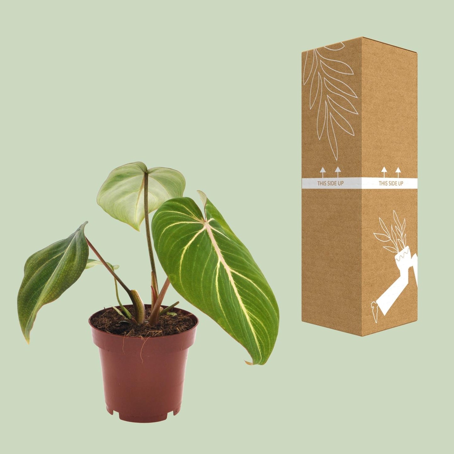 Philodendron Selloum Atom - pflegeleichte Zimmerpflanze Ø12cm