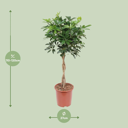 Schefflera Arboricola Compacta – Elegante Schirmpflanze Ø27cm