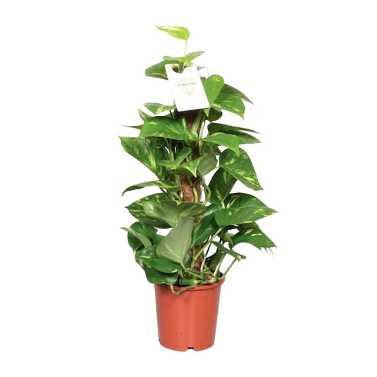 Epipremnum Pinnatum Mosstok – Goldene Efeutute 60 cm