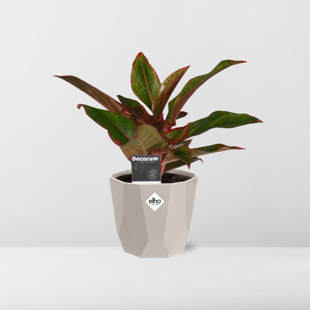 Aglaonema Crete in ELHO b.for rock 14 cm warm grey – Pflegeleichte Zimmerpflanze