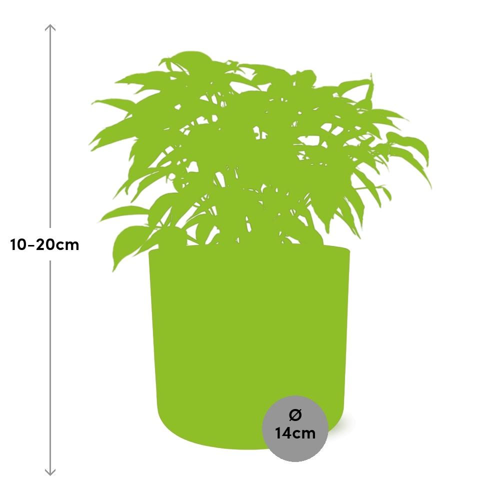 Ficus Benjamina Kinky im ELHO b.for soft rond 14cm Topf brique