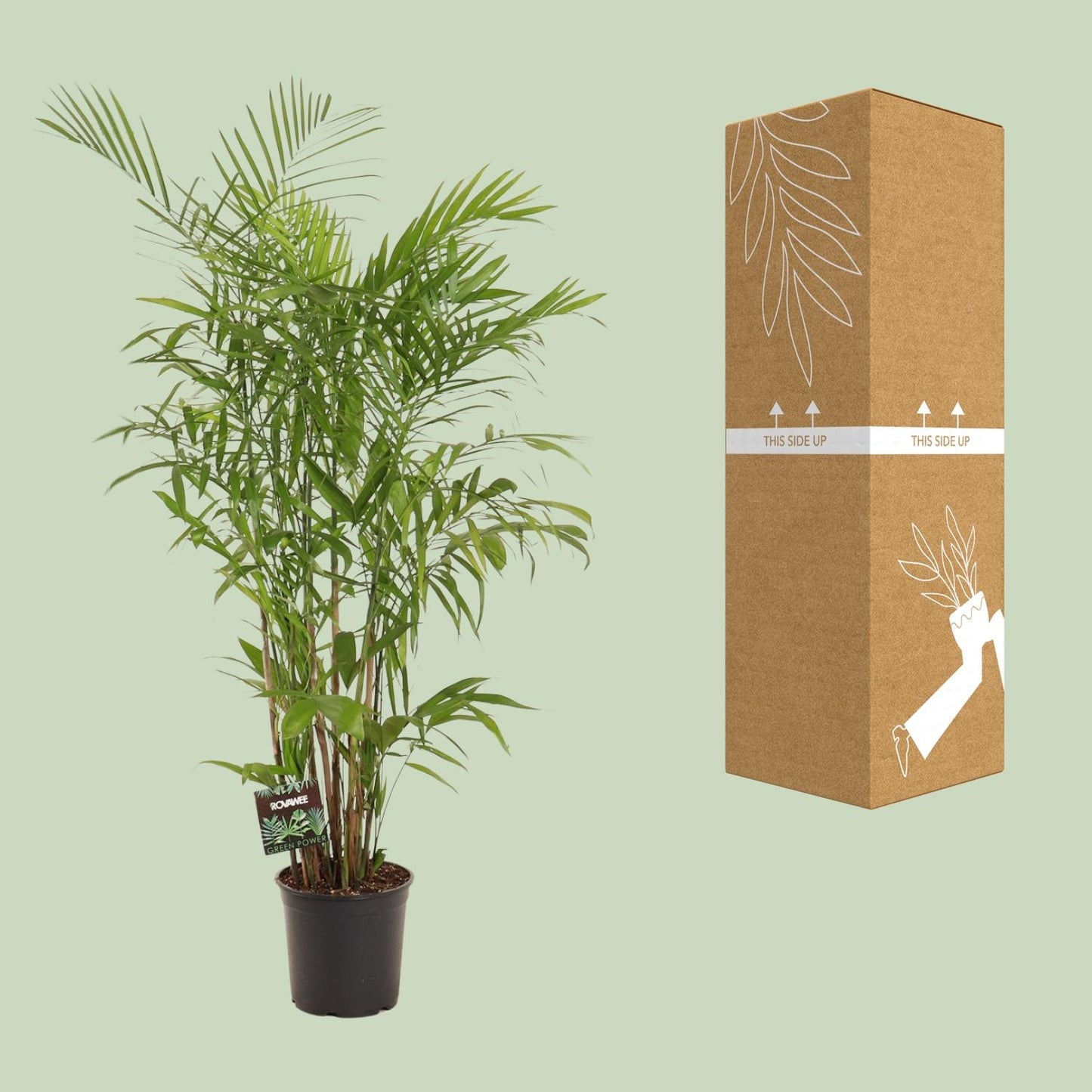 Chamaedorea Seifrizii – Elegante Zwergbergpalme für Innenräume