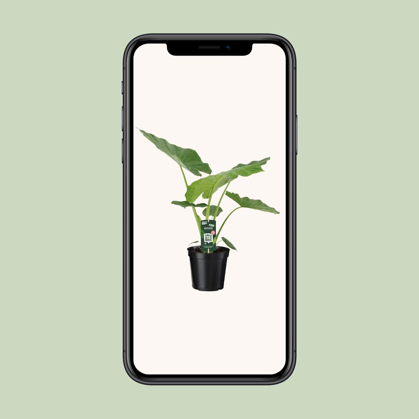 Alocasia Macrorrhiza – Elegante XXL Zimmerpflanze Ø19cm