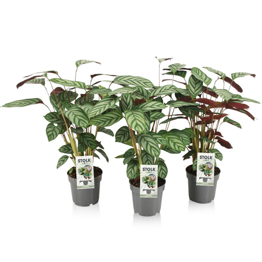 Ctenanthe Exotica - Pflegeleichte Zimmerpflanze Ø14cm