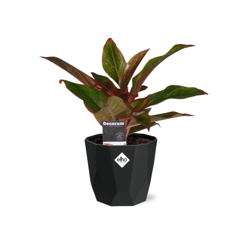 Aglaonema Crete – Pflegeleichte Zimmerpflanze im 14cm Topf