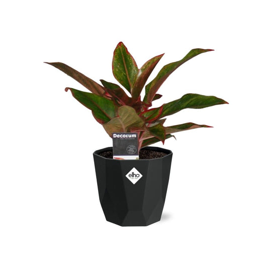 Aglaonema Crete – Pflegeleichte Zimmerpflanze im 14cm Topf