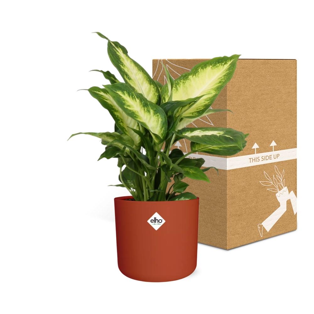Dieffenbachia ‘Camilla’ – Pflegeleichte Zimmerpflanze im ELHO Topf
