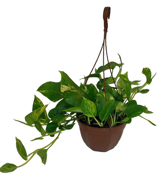 Epipremnum Pinnatum Aureum – pflegeleichte Kletterpflanze Ø23cm