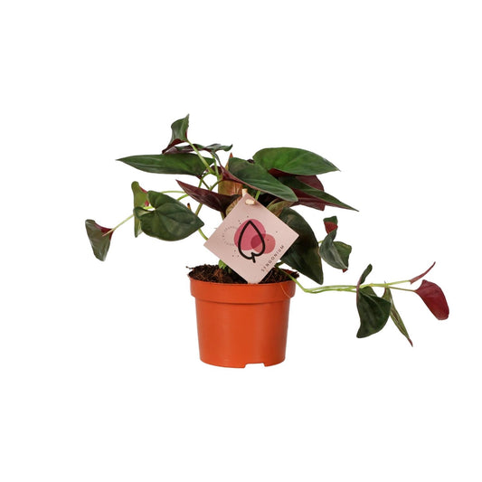 Syngonium Red Arrow – pflegeleichte Pfeilpflanze Ø12cm