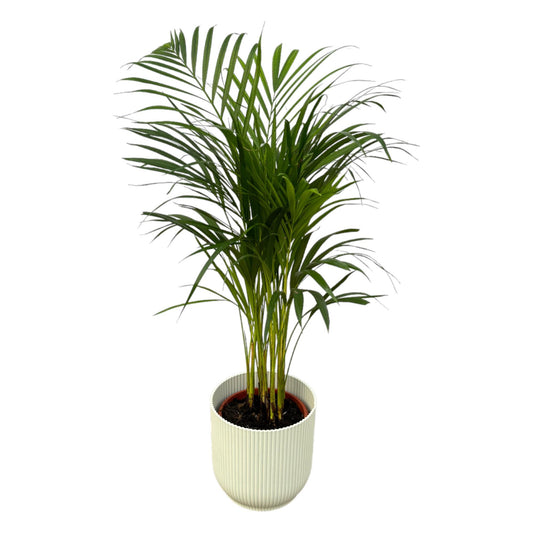 Areca Palme – 85 cm – Elho Vibes Fold Round Topf Weiß Ø19 cm