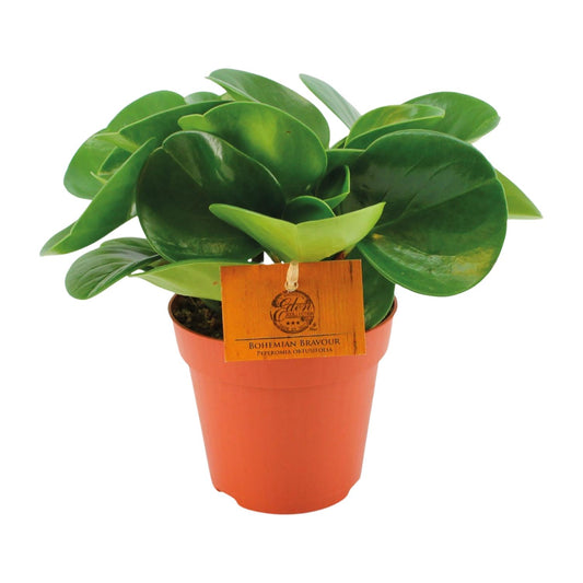 Peperomia Obtusifolia – Pflegeleichte Zimmerpflanze Ø12cm