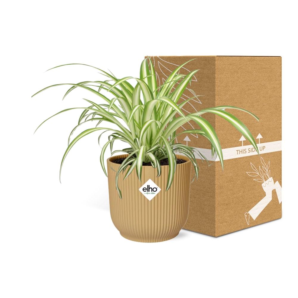 Chlorophytum Comosum Variegatum im ELHO Vibes Fold 14cm gelb