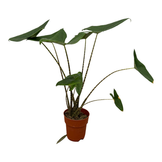Alocasia Zebrina – Exotische Zimmerpflanze, 80 cm