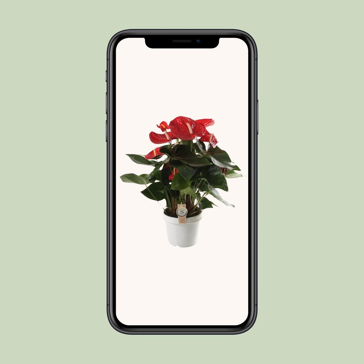 Anthurium Red Champion – Pflegenleicht & Tropisch Schön