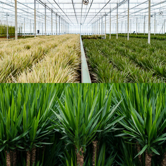 Set Dracaena & Yucca – Exotische XXL Zimmerpflanzen