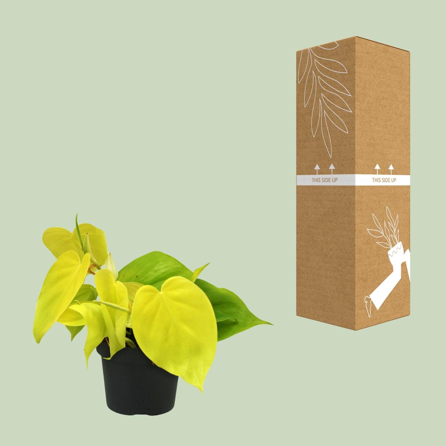 Philodendron Lime – Pflegeleichte & elegante Zimmerpflanze Ø12cm