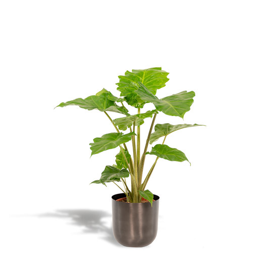 Alocasia Portodora – Elefantenohr Pflanze Ø21cm, 80cm hoch mit Topf Mayk Lead