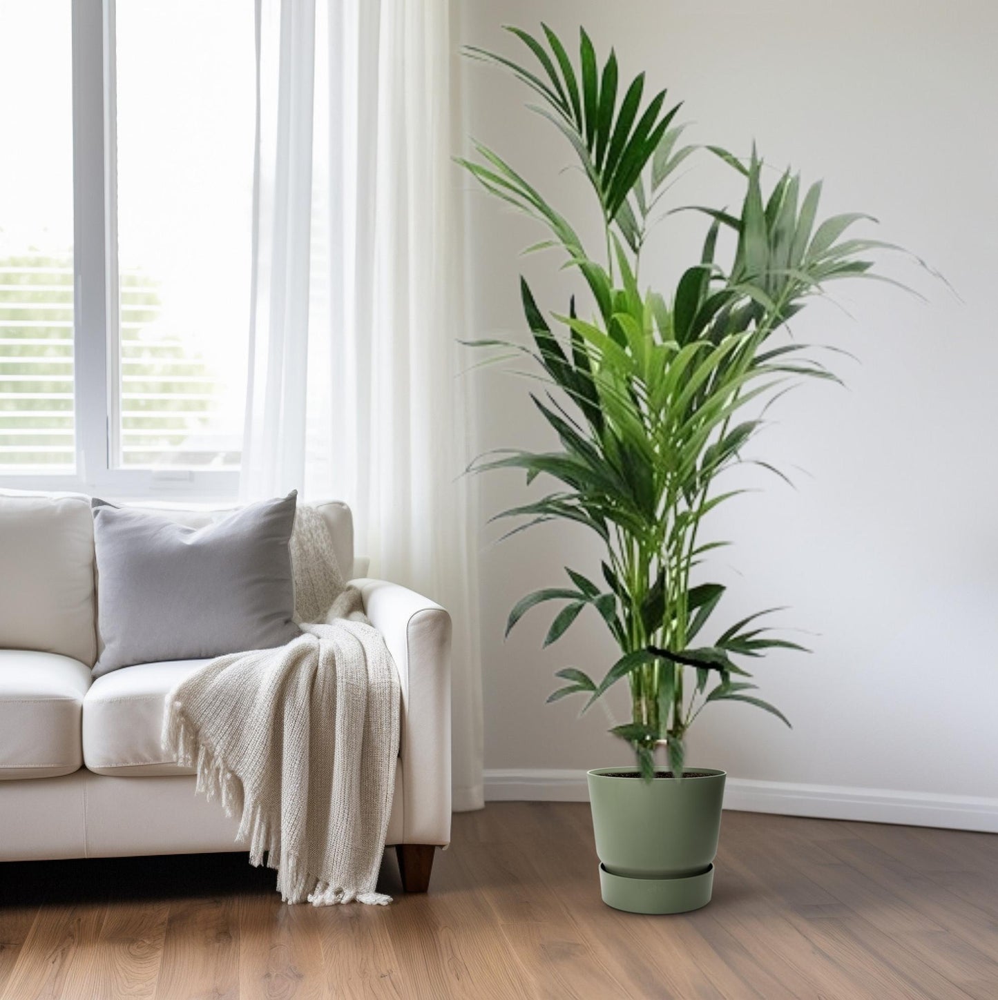 Howea Kentia-Palme Ø24cm – Elegante XXL Zimmerpflanze