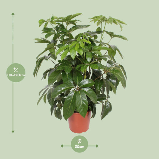 Schefflera Actinophylla Amate – Schirmpflanze Ø30cm, 120cm hoch