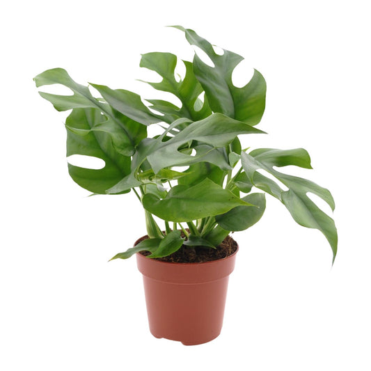 Monstera Minima – Pflegeleichte Schweizer Käse Pflanze Ø12cm