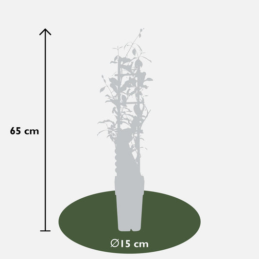 3er-Set Trachelospermum Mix – Pflegeleichte Kletterpflanzen Ø15cm