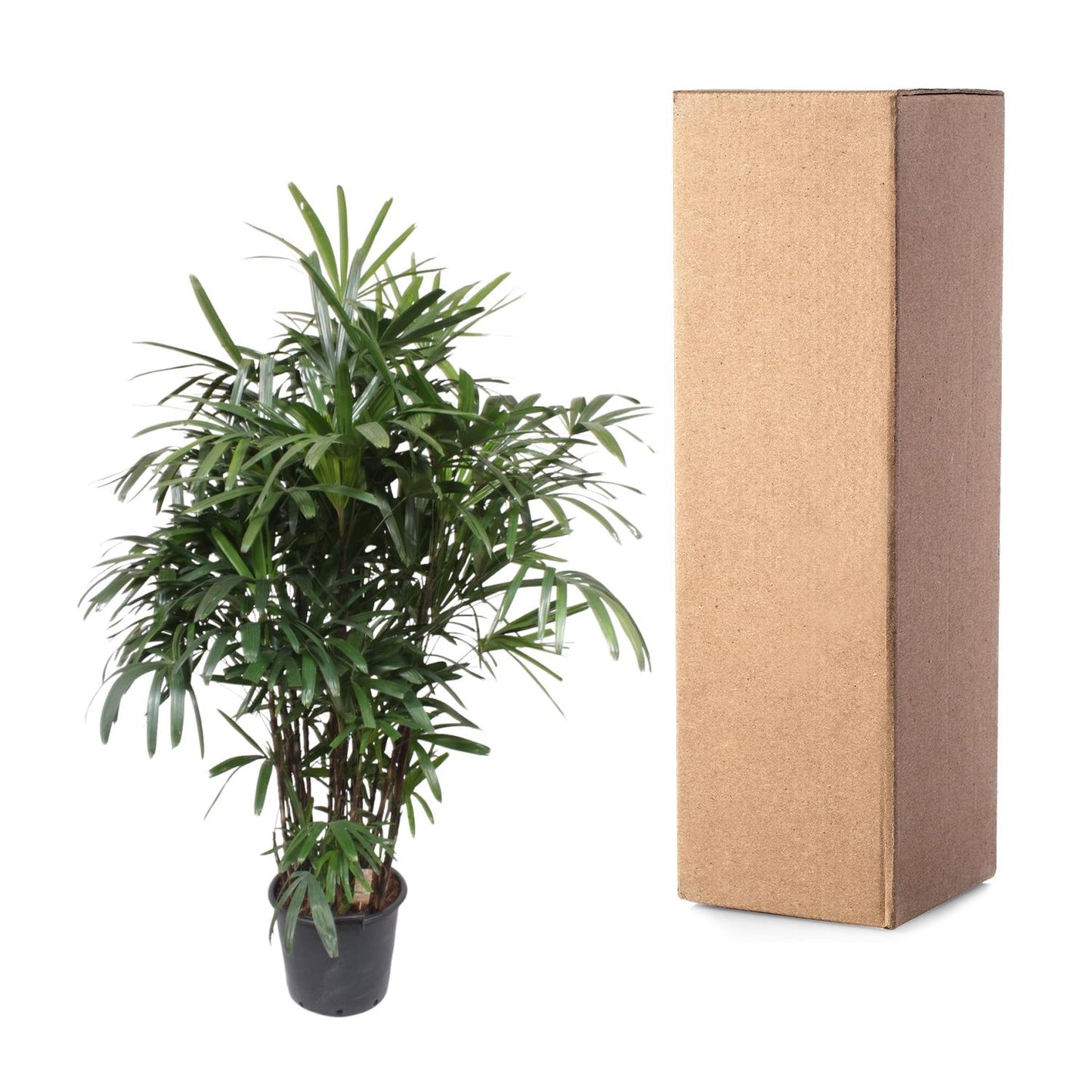 Rhapis Excelsa - Elegante Damenpalme 190 cm ø40