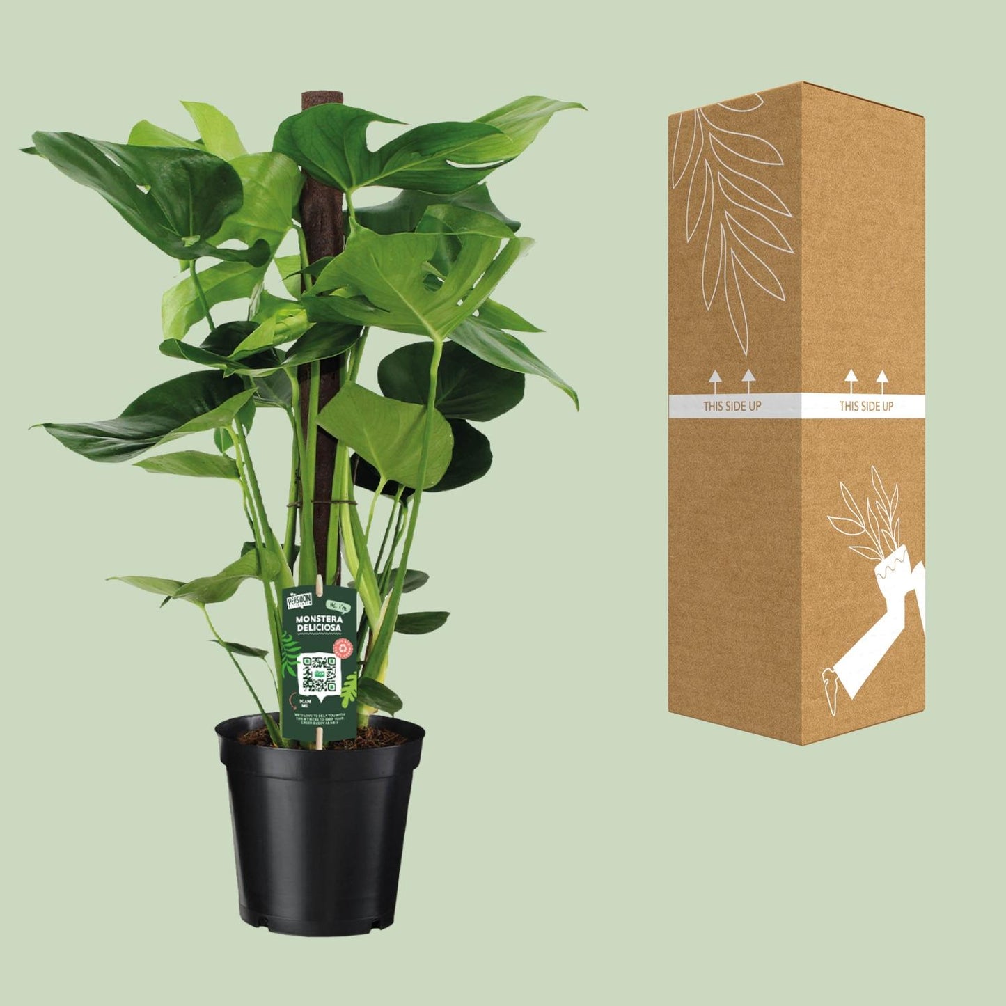 Monstera Deliciosa – Pflegeleichte XXL-Zimmerpflanze Ø19cm