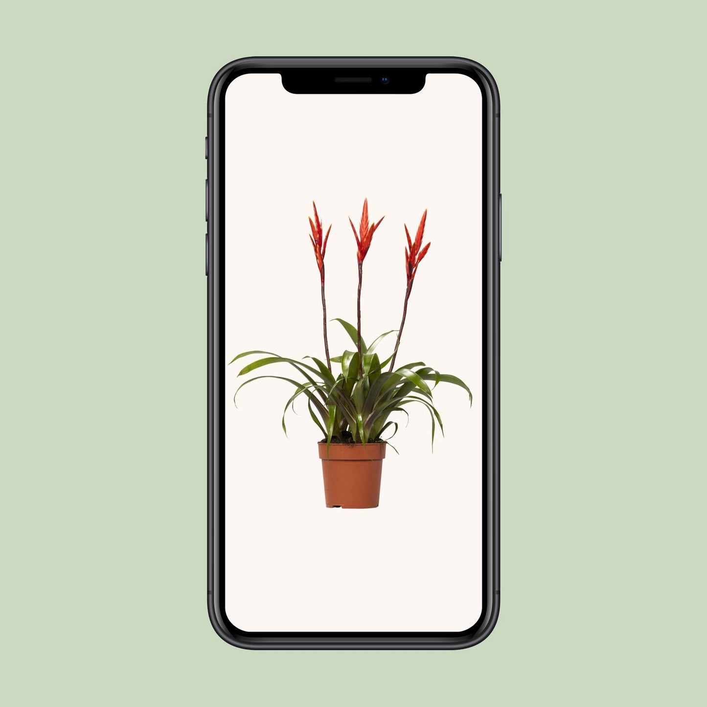 Vriesea Elan Toef - Stilvolle, pflegeleichte Zimmerpflanze Ø12cm