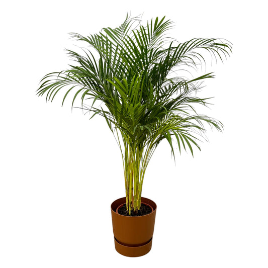 Areca Palme im elho Greenville Round Topf Ø24cm, 130cm hoch