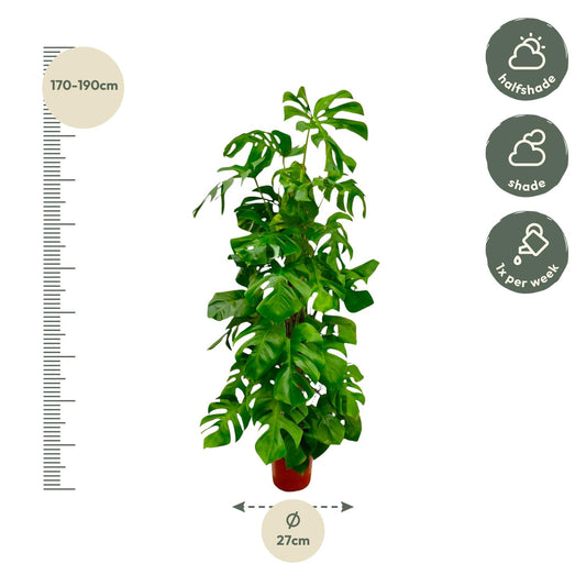 Monstera Deliciosa XXL – Pflegeleichte XXL-Grünpflanze