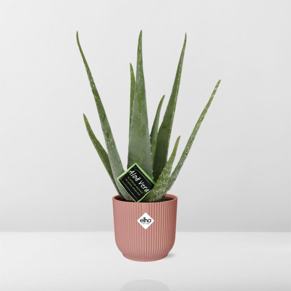 Aloe Vera 12cm im stylischen ELHO Vibes Fold Topf rosa